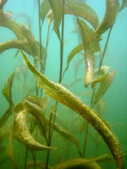 QL Potamageton amplifolius- a freshwater aquatic plant ta... by Rebecca Urban 